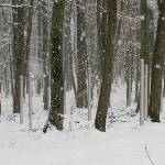 Der Stehlenwald im Lagerbereich erinnert an die Opfer des Spezallagers, das die Sowjets nach dem Krieg in Buchenwald errichteten.