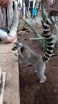 Madgaskar? Nein, Zoo Budapest.